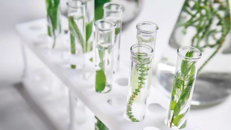 Colgeno vegano contra arrugas instaladas, la apuesta Montibello sin origen animal